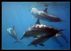 Spinner Dolphins - Kahe Point West Shore Oahu, Hawaii. by Glenn Poulain 